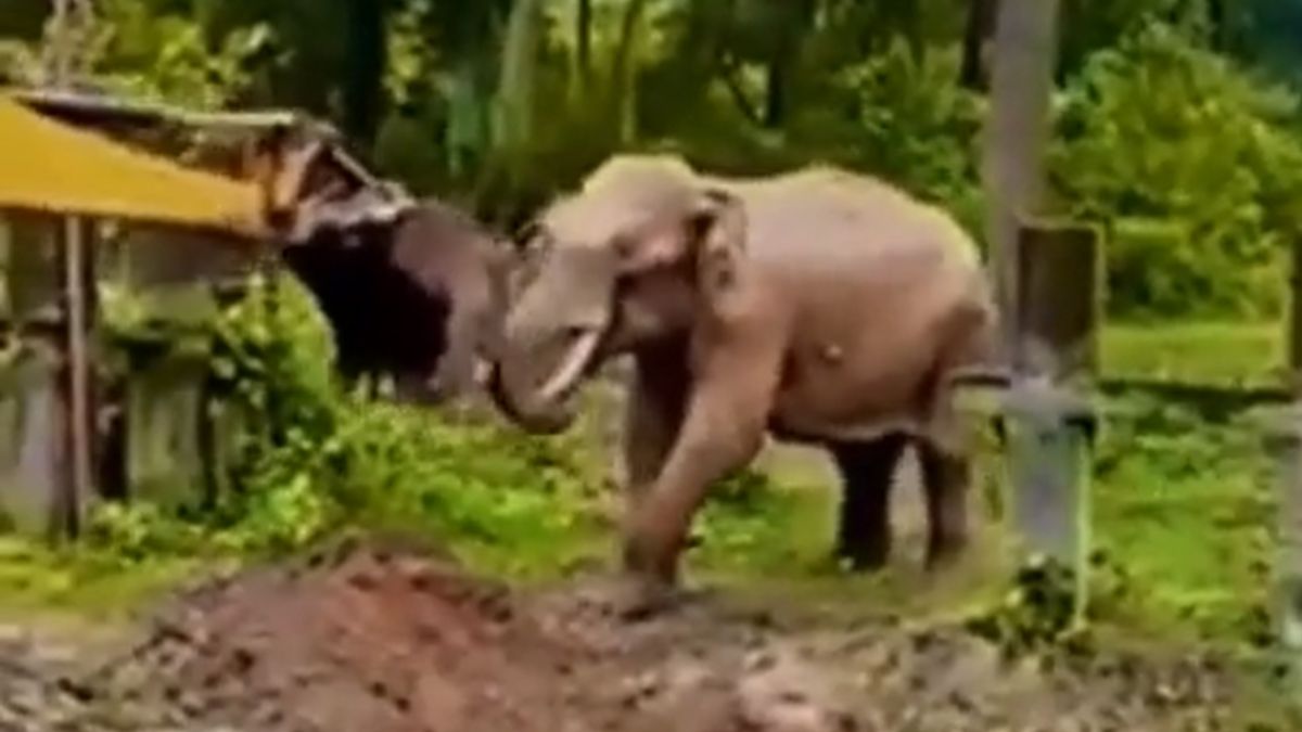 Elephant rescued out of pit thanks JCB machine in this adorable way. Watch viral video