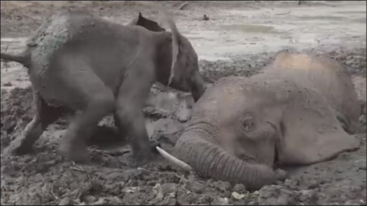 Baby elephant wants to stay by mother stuck in muddy pit. Watch ...