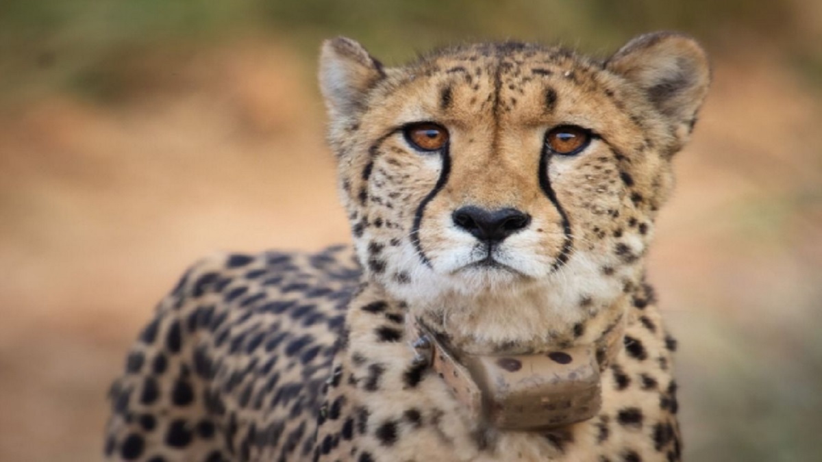 Female Cheetah 'Shasha', brought from Namibia to Kuno National Park, dies