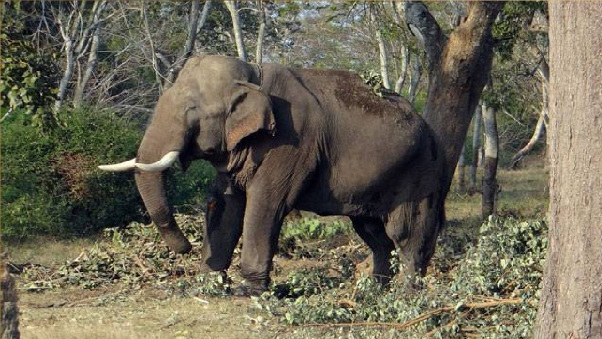 Odisha: Second dead elephant found in 2-day amid 'The Elephant Whisperers' oscars win celebration