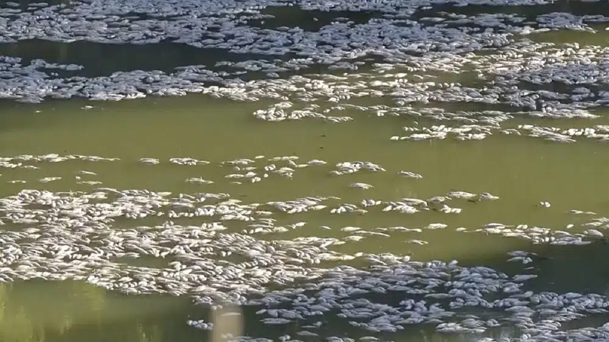 Millions of dead fishes wash up shore as heat wave conditions intensify in Australia