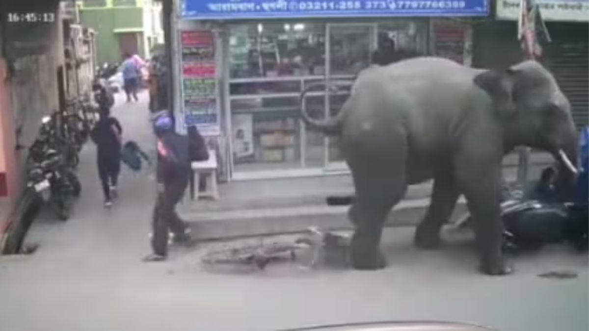 Watch: People run as angry elephant goes on rampage in West Bengal, tramples vehicles