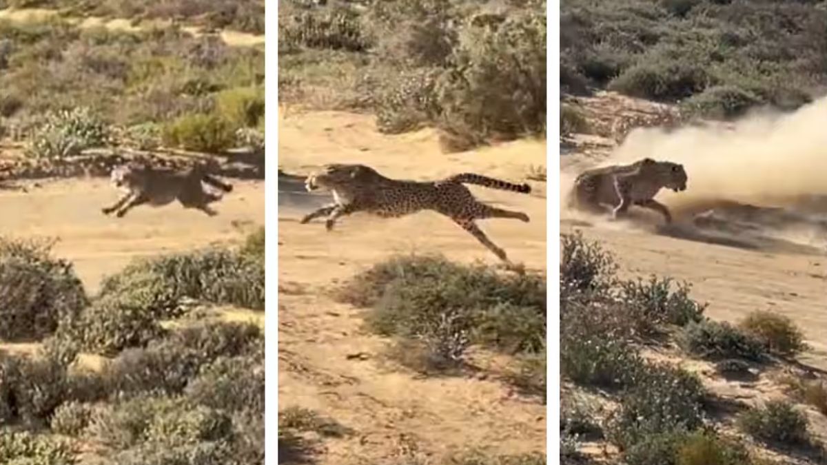 Cheetah catches prey by running with super speed, viral video will give you  chills. Watch | Trending News – India TV