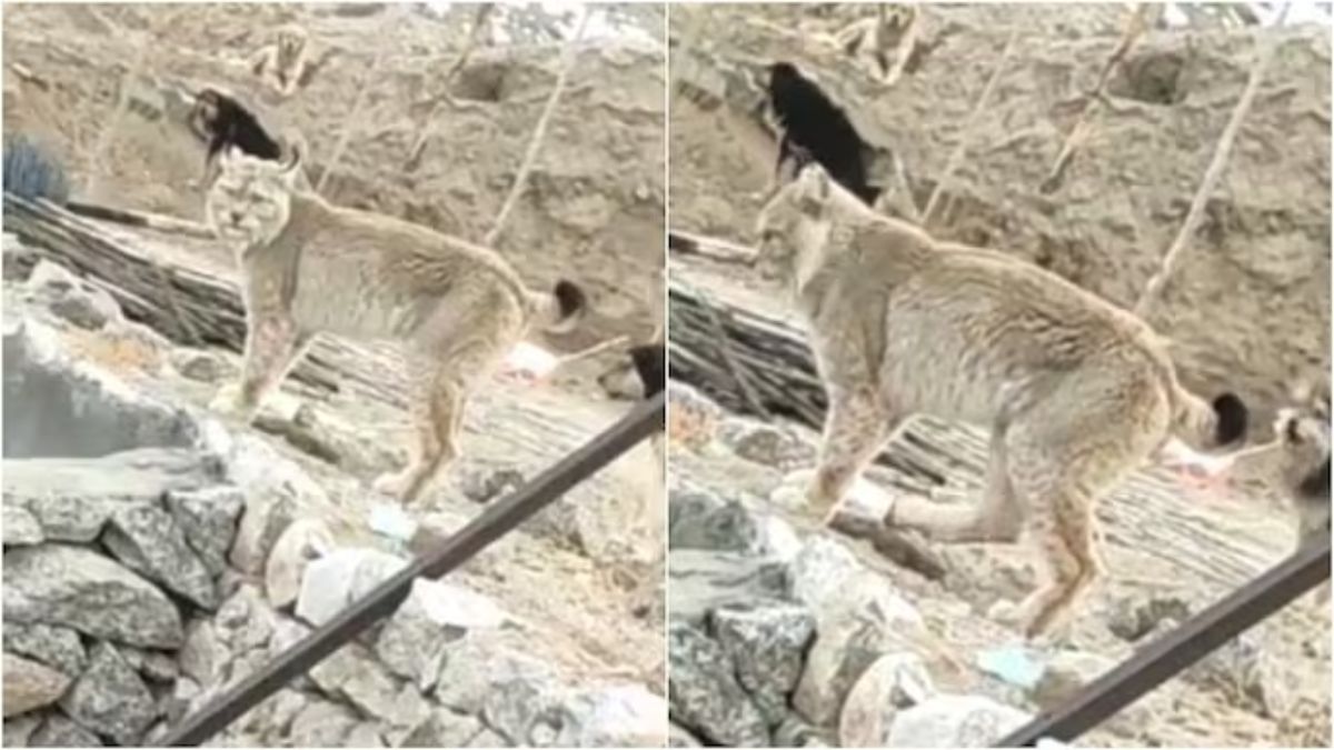 Rare and majestic animal spotted in Ladakh captivates internet. Watch viral  video | Trending News – India TV