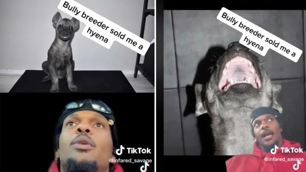 Influencer’s dog turns out to be biting and laughing hyena. Watch viral TikTok