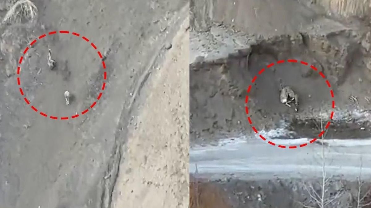 'Ghost of Mountains' caught on camera hunting in Ladakh, netizens