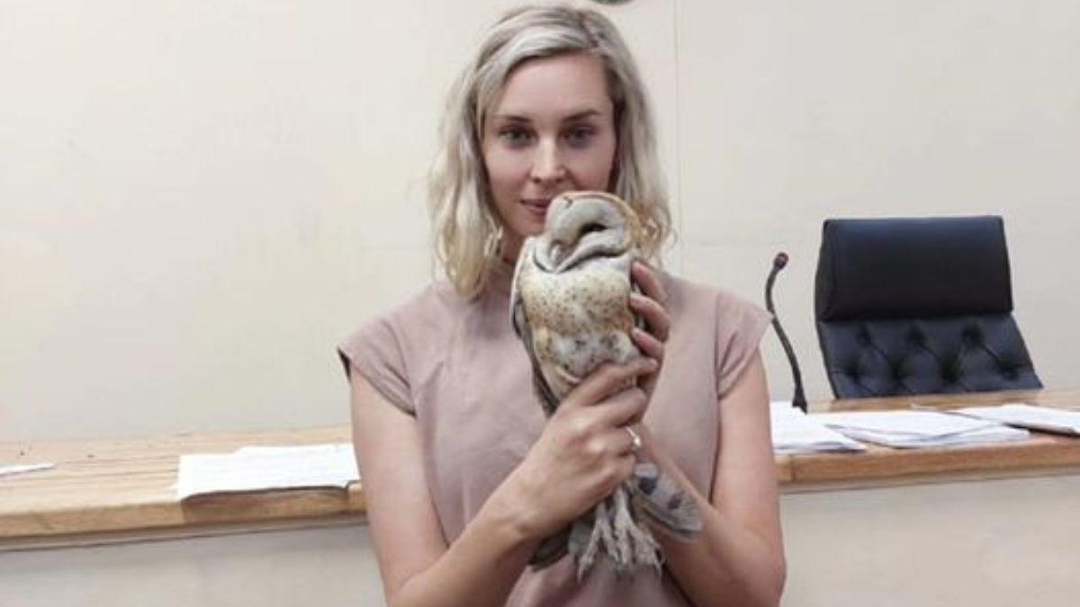 Owl interrupts murder trial, causes chaos in South African courtroom; rescued