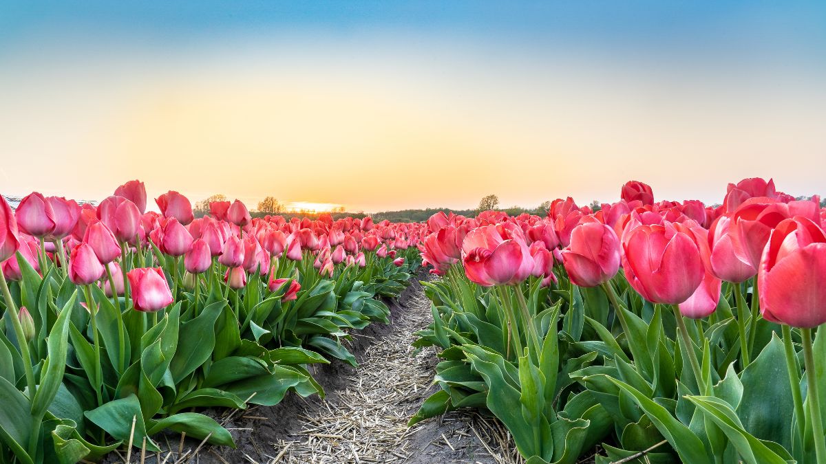 Asia's largest tulip garden: Know best time to travel, visiting hours ...