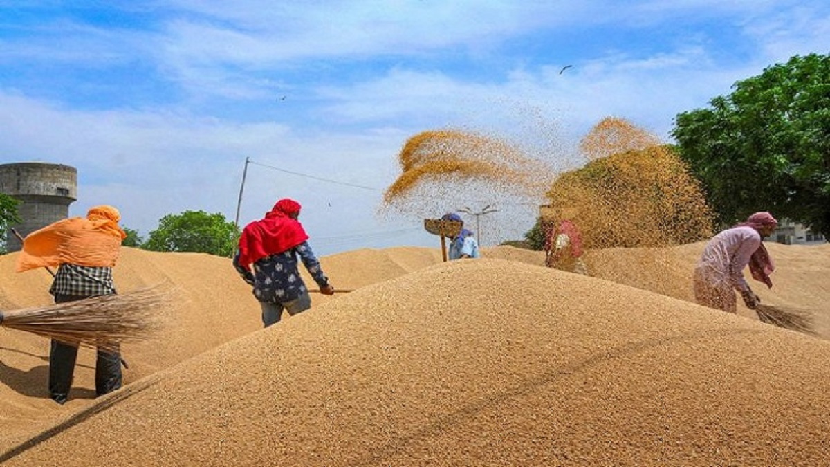 India akan melanjutkan larangan ekspor gandum hingga SAAT INI: FCI