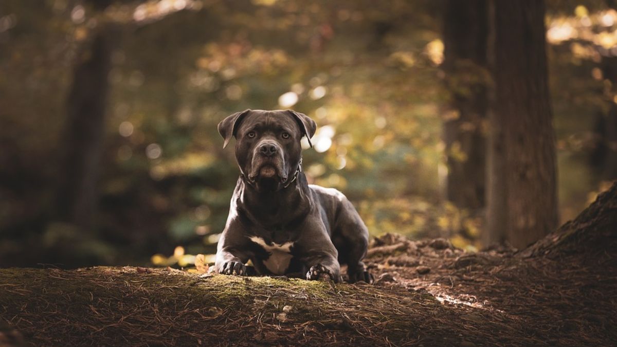 Delhi: Girl attacked by American bully dog in Neb Sarai, pet dog owner booked