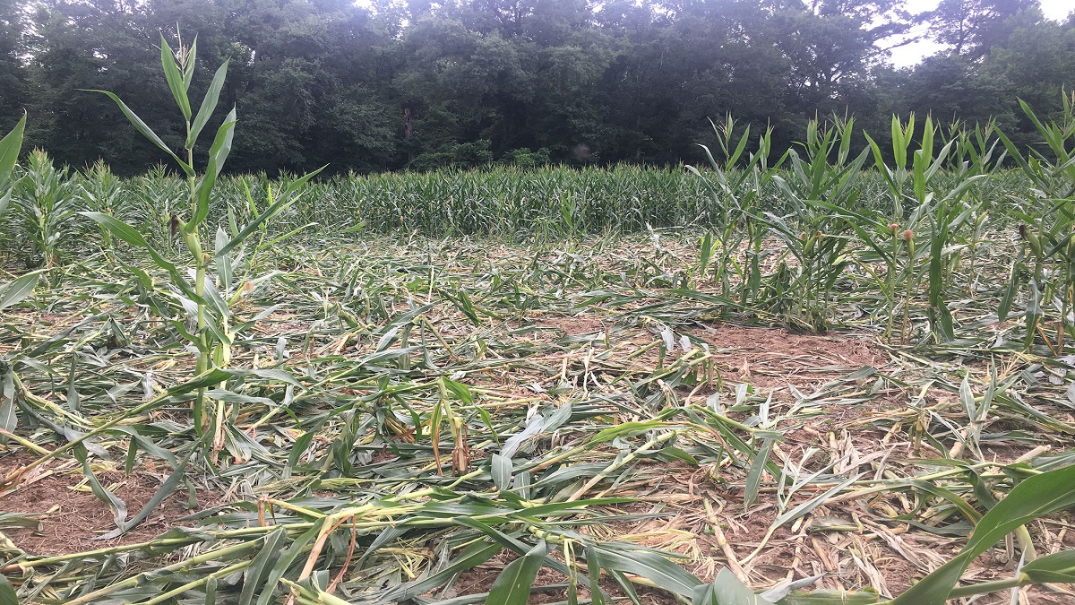 Unseasonal rains damaged crops over 42,000 hectares in Gujarat; Govt financial assistance soon