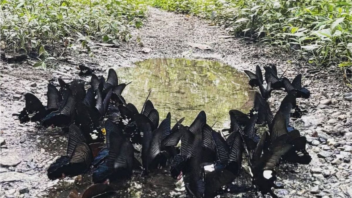 Viral video shows fascinating behaviour of butterflies ‘mud-puddling’, netizens amazed. Watch