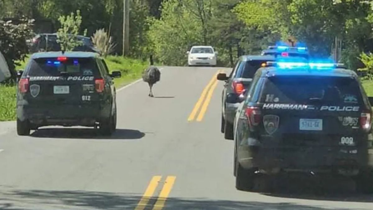 Viral Video: 7-foot-tall bird escapes, leads police on crazy chase around town. Watch