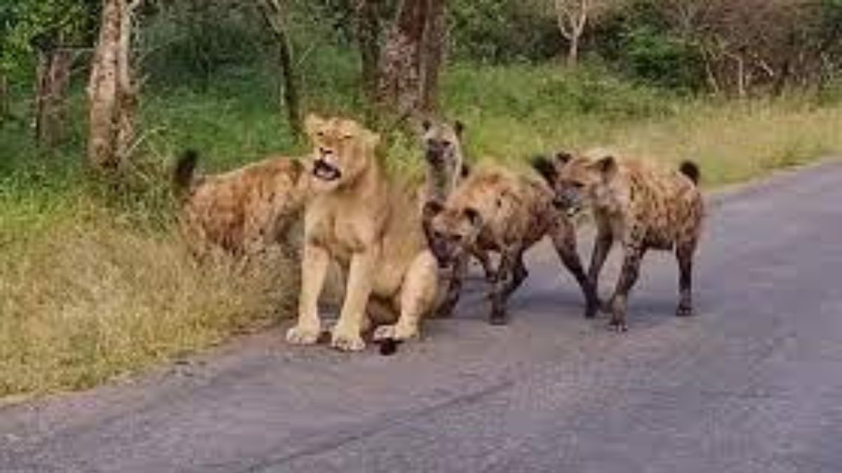 Viral Video: Lioness gets attacked by pack of hyenas, watch what ...