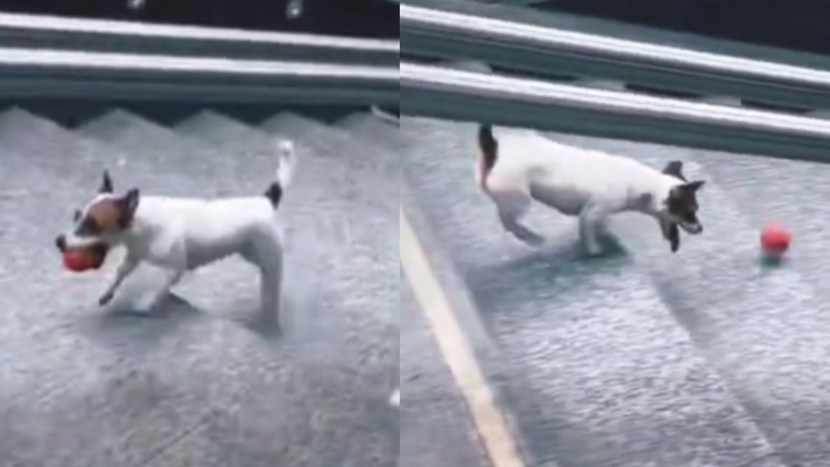 Cute dog plays fetch alone in subway station, melts hearts everywhere. Watch