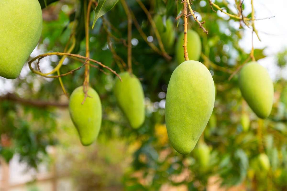 Varanasi&apos;s &apos;Banarasi Paan&apos; and &apos;Langda&apos; <b>mango</b> gran...