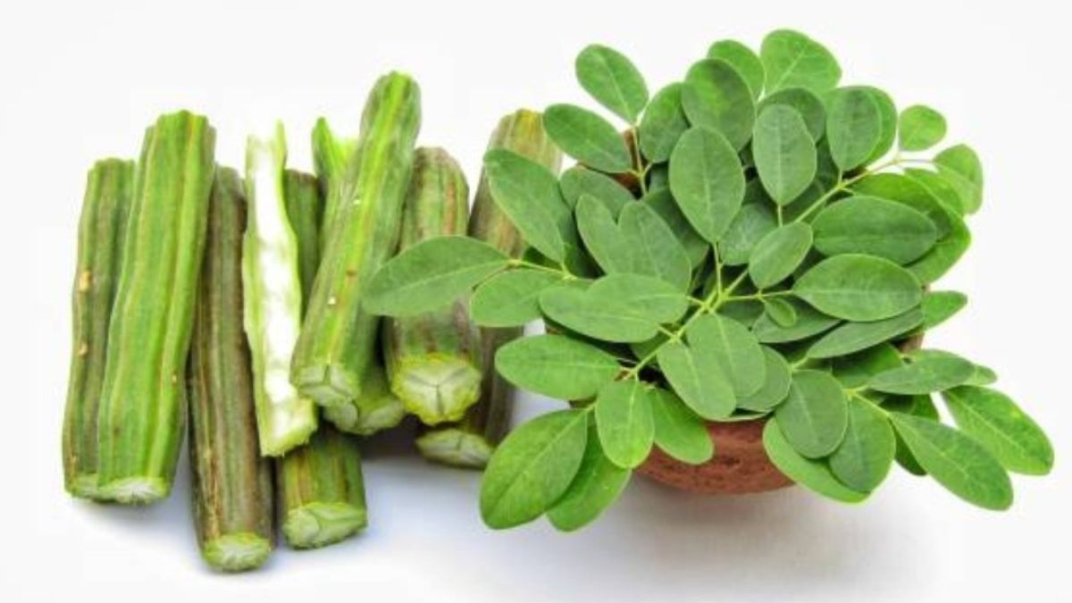 Moringa or drumstick plant offers sexual benefits for men Know