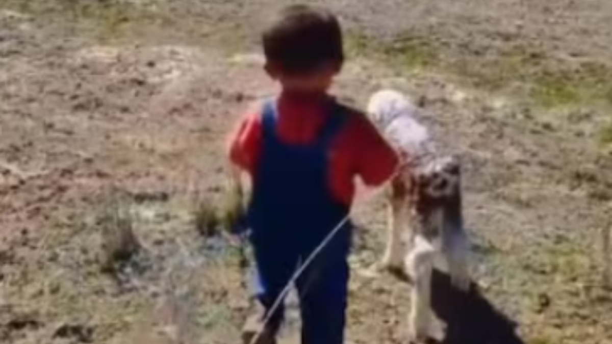 Adorable moment of little boy reuniting a lamb with its mother. Video goes viral