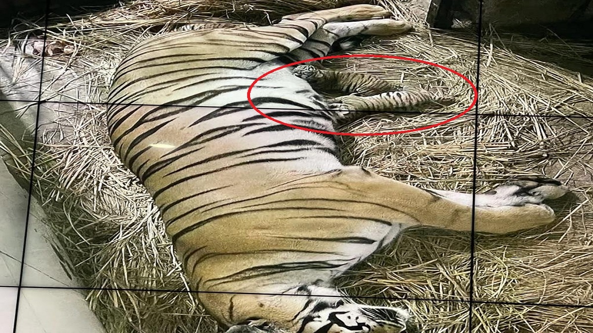 Royal Bengal Tigress Siddhi delivered five cubs, two alive and three stillborn: National Zoological Park Delhi