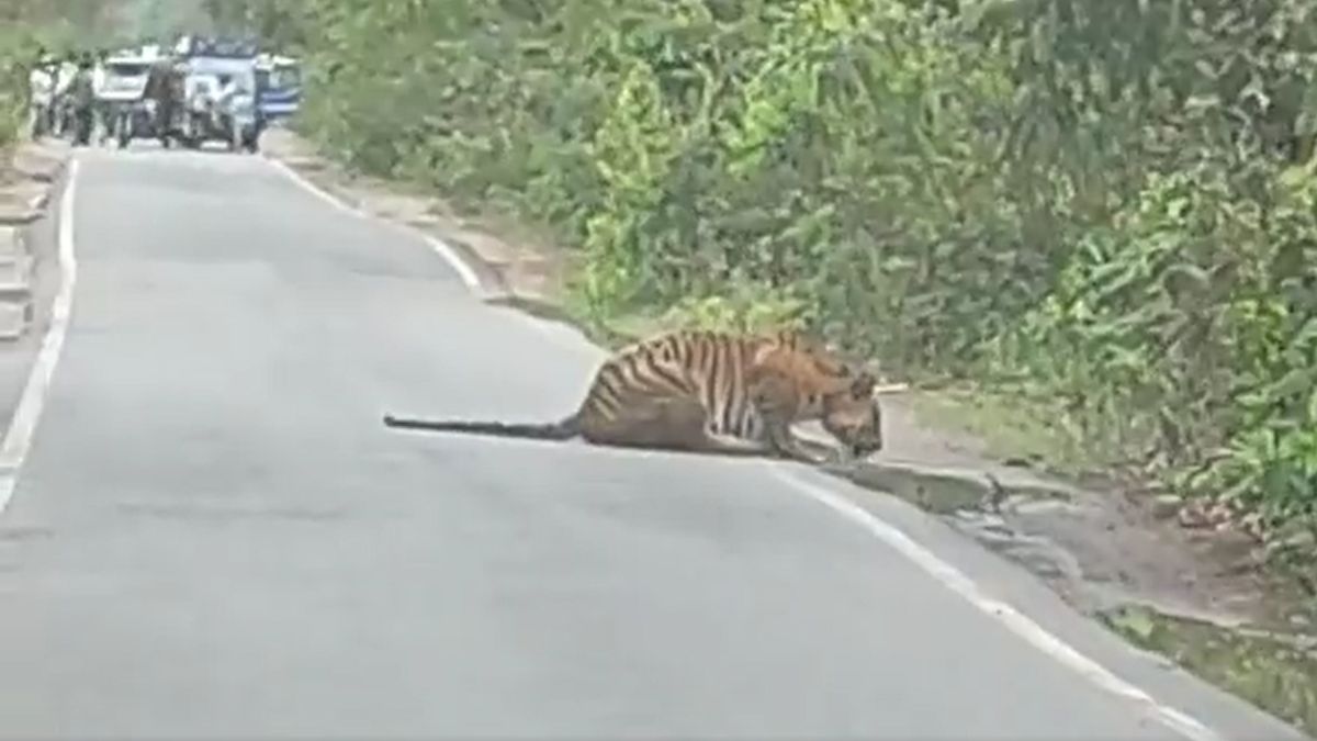 Viral video shows tiger drinking water in the middle of busy road, halting traffic. Watch