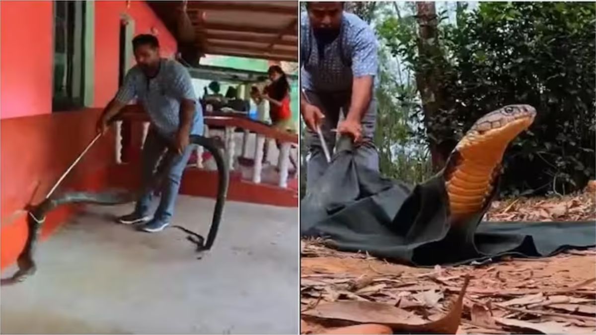 Snake Catcher In Andhra Pradesh Rescues Gigantic 13-Foot King Cobra