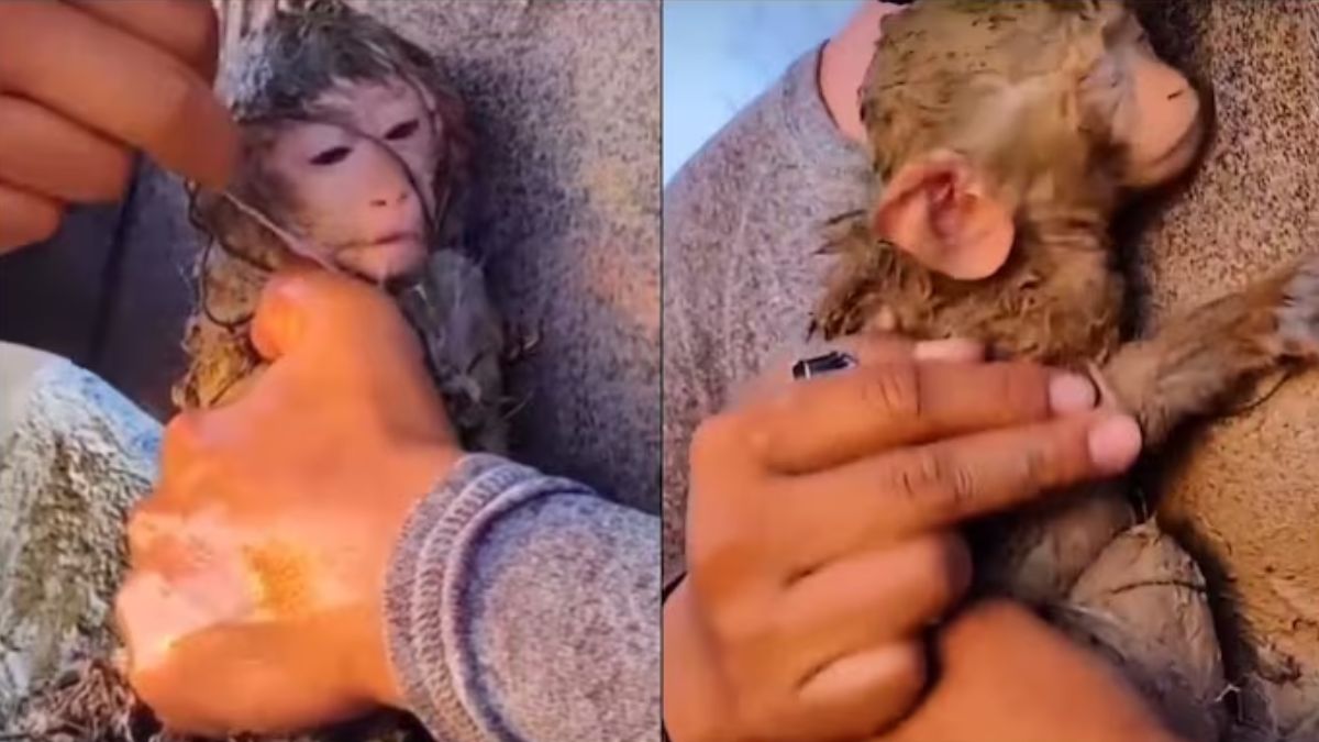 Baby monkey stuck in strings and wires rescued by man, watch heartwarming clip