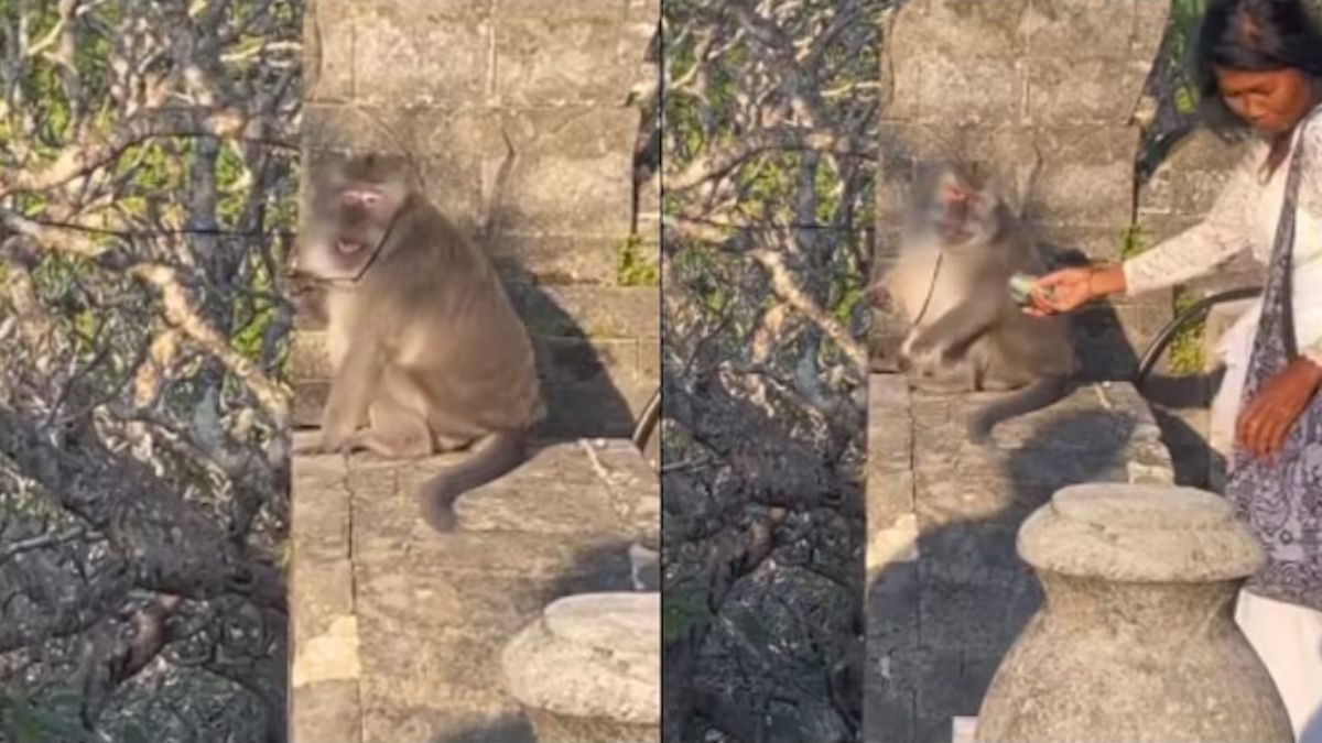 Naughty monkey snatches man's glasses, woman gets them back using genius trick. Watch