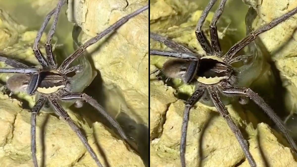 Giant spider catches and eats fish, viral video horrifies netizens ...