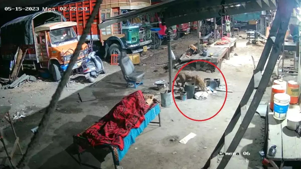 Leopard Attacks Stray Dog As Man Sleeps Nearby Just Inches Away In Pune ...