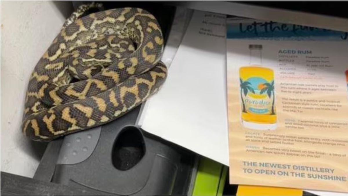 Python found in bar manager's desk drawer in Australia, rescued. Watch ...