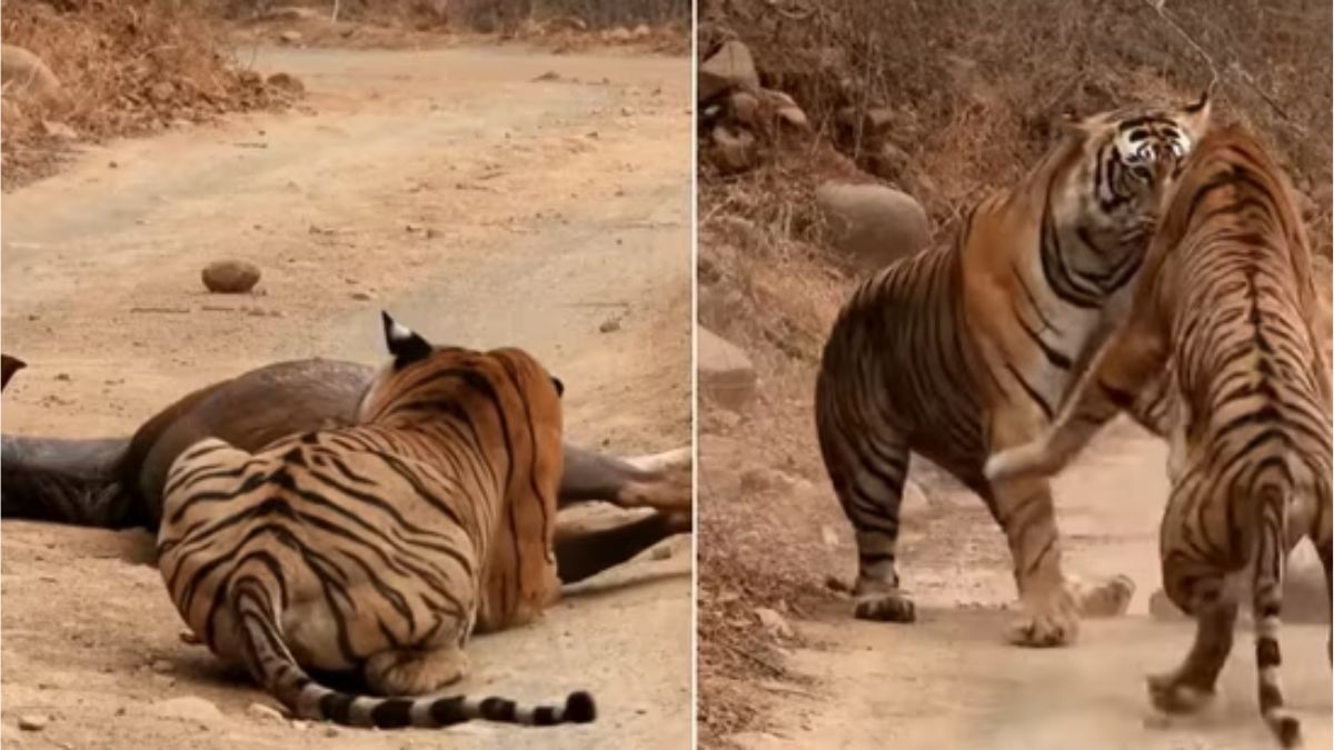 Tourists witness thrilling tiger battle for deer at Ranthambore National Park. Watch