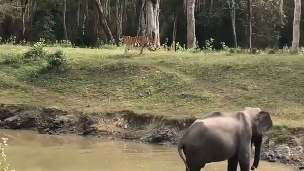 Elephant scares off tiger on a hunt, shows him who's the boss. Watch