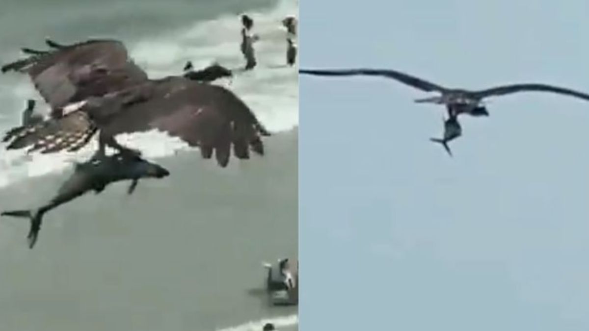 Giant predator bird flies while carrying shark-like fish mid-air over beach. Watch