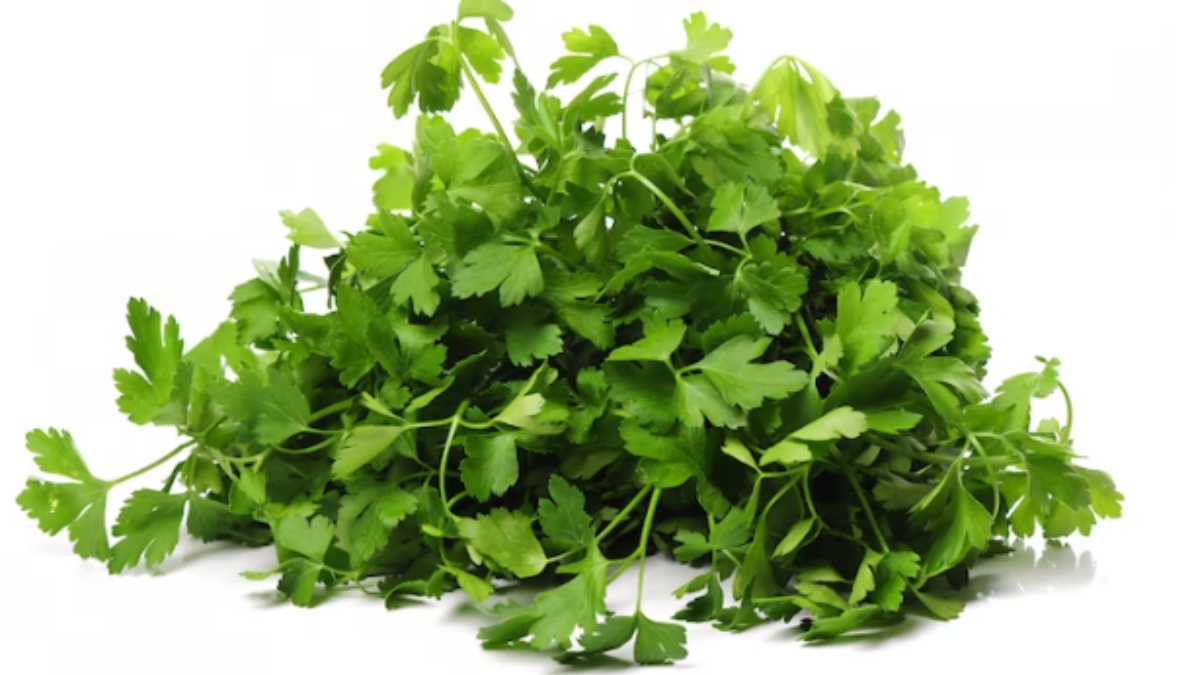 Coriander leaves Learn how it benefits your health India TV