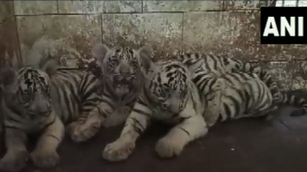 Chhattisgarh White Tigress Raksha Gives Birth To Three Cubs First