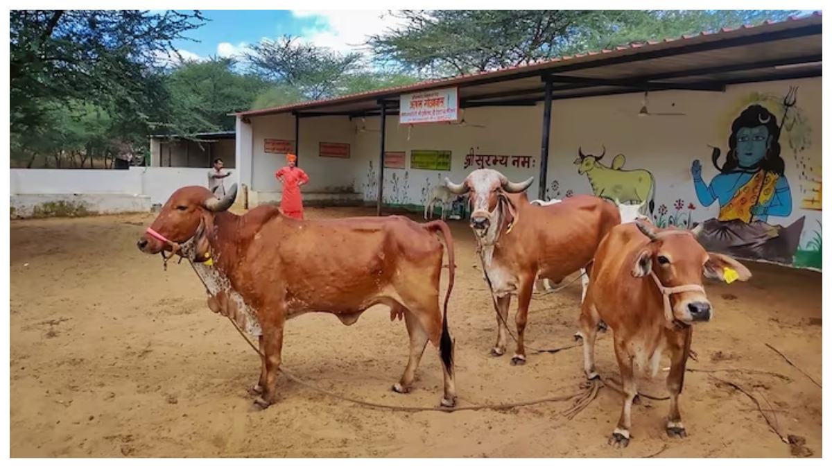 Lumpy skin disease: Over 100 cows died in Meghalaya; 8,000 animals infected