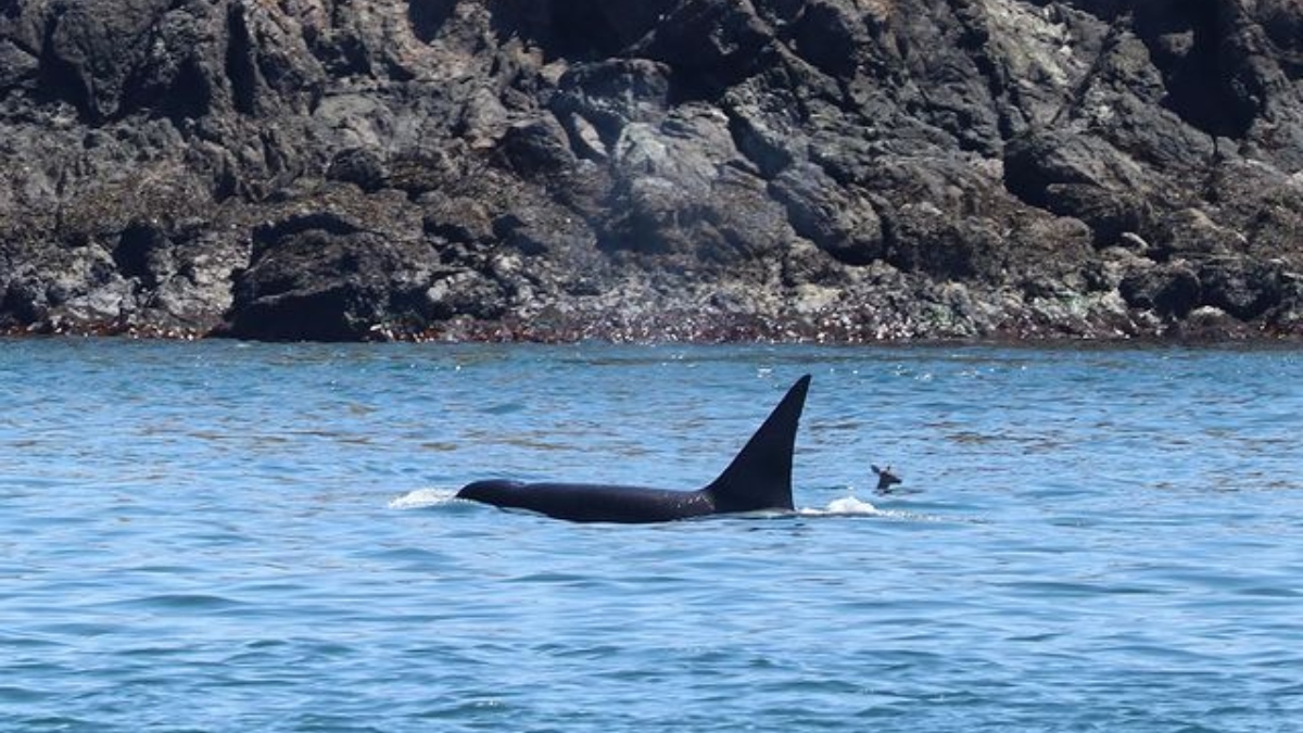 Unusual friendship between Orca, the killer whale & deer stuns internet | See pics