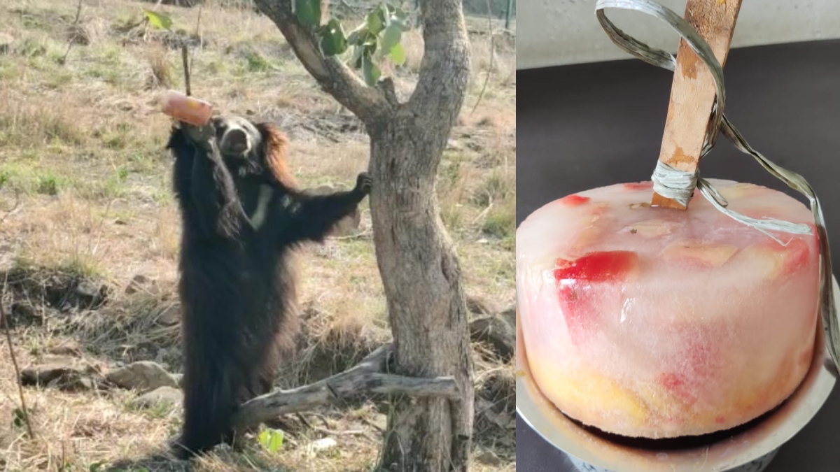 Bears are being given freshly prepared ice candy to beat the extreme heat waves going around in the region.