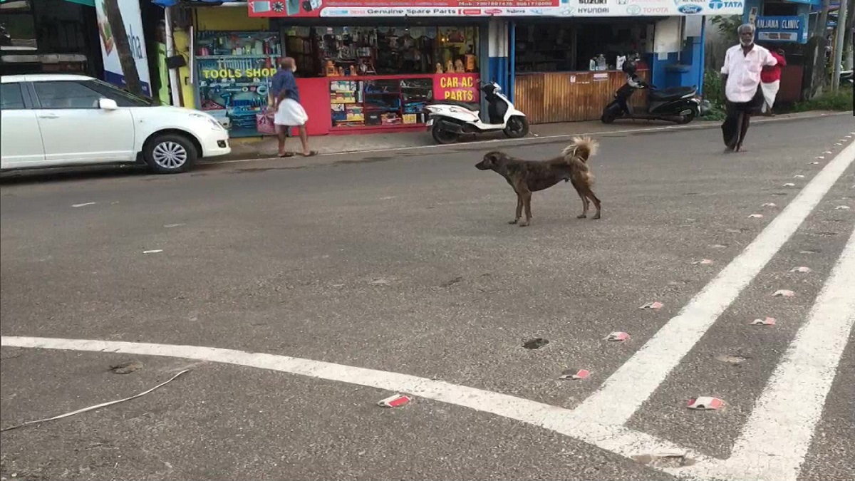 Telangana: 3-year-old attacked by stray dogs sustains multiple injuries in Kamareddy