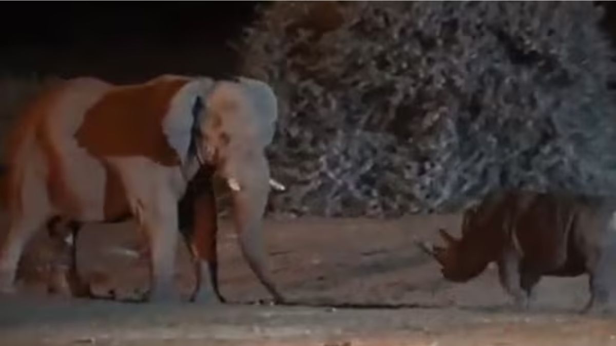 ‘Clash of Titans’: Elephant and rhino face off in thrilling fight. Watch how it ends