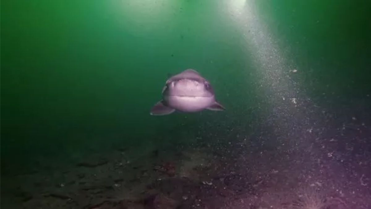 Divers meet rare 'oldest shark in world' that existed before dinosaurs. Watch