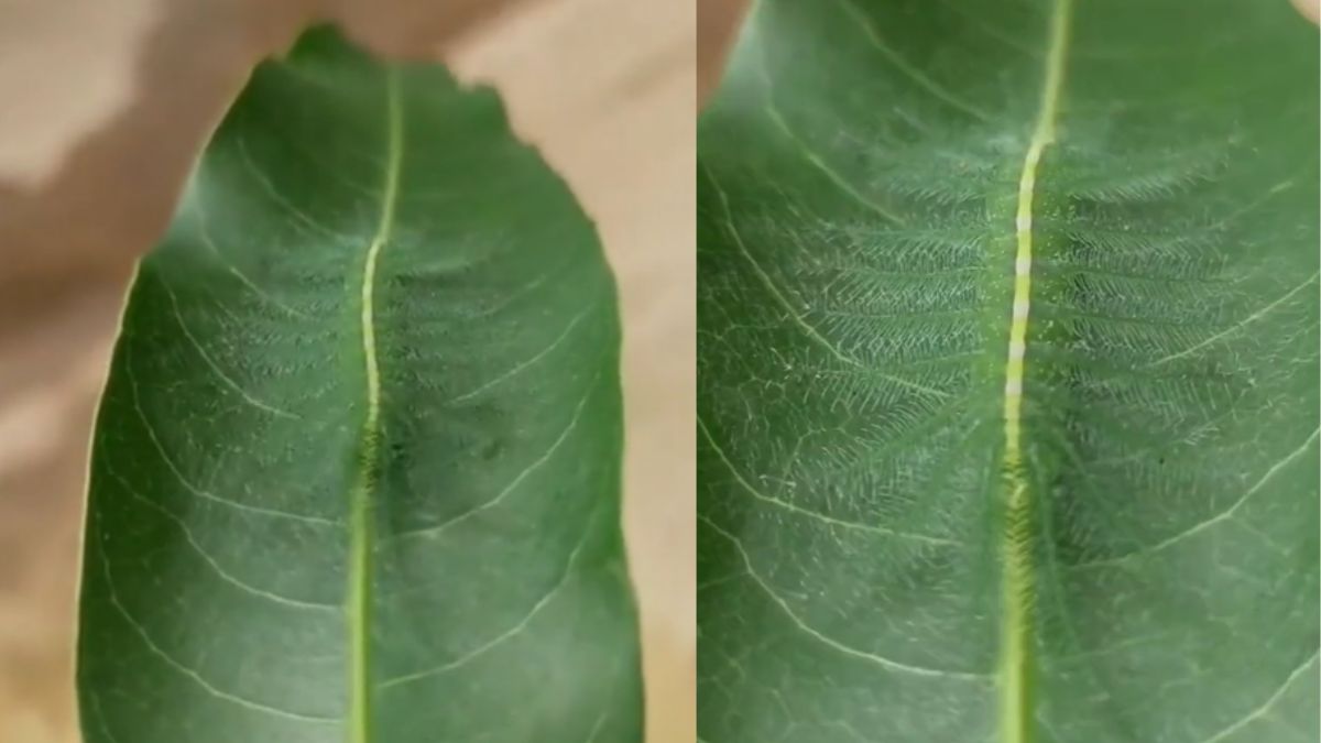 Viral Video: Caterpillar's incredible camouflaging skills amaze netizens. Watch