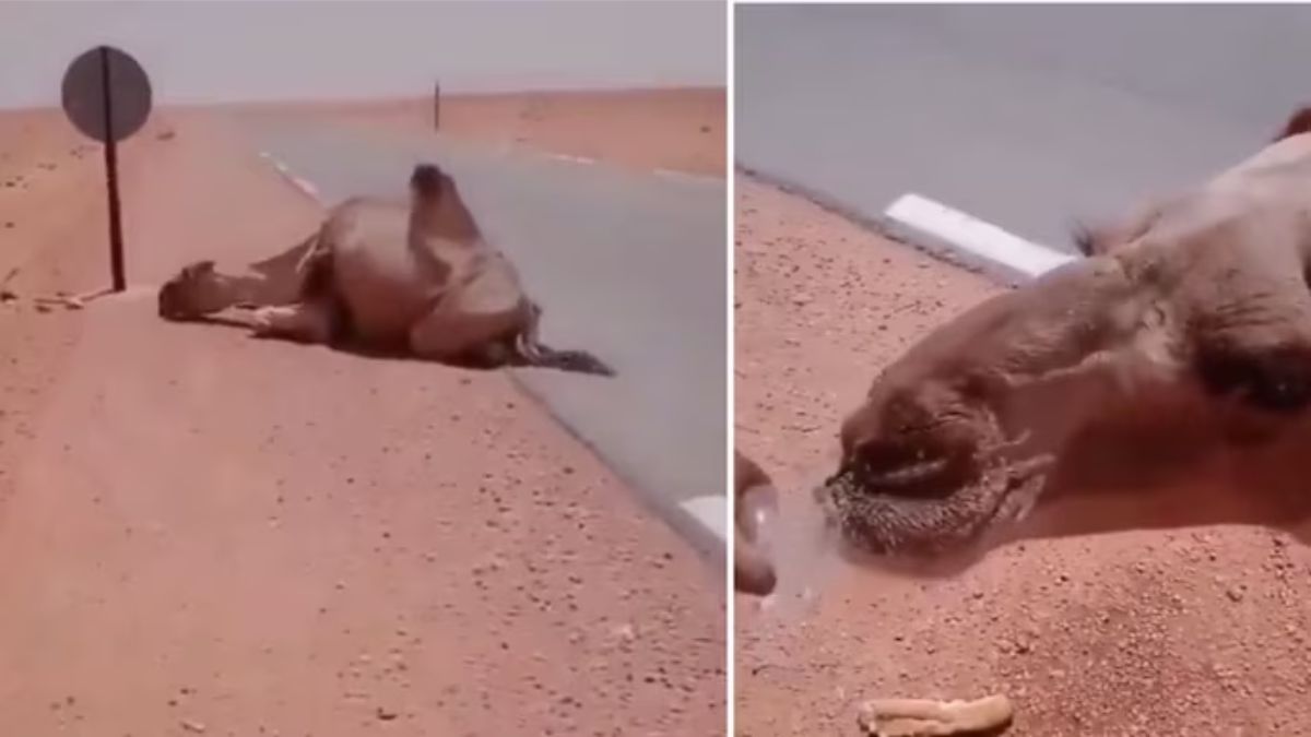 Driver saves thirsty camel's life in scorching desert with a bottle of water. Watch