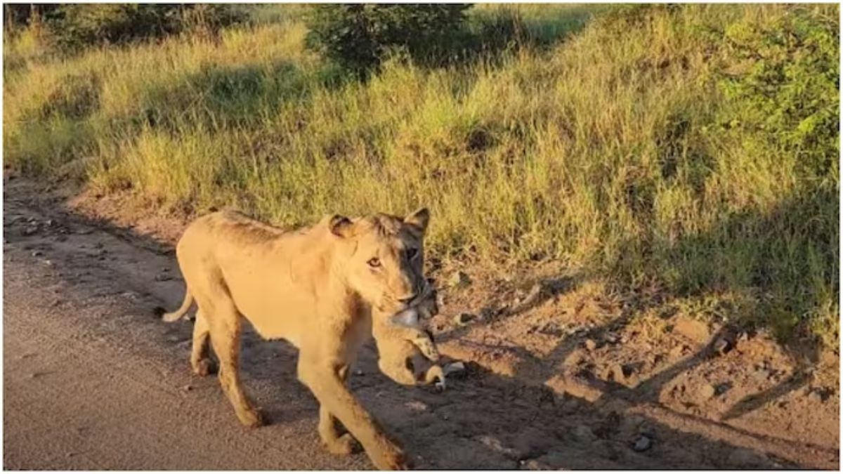 Adorable lioness and tiny cub stun onlookers, make traffic stop. Watch viral video