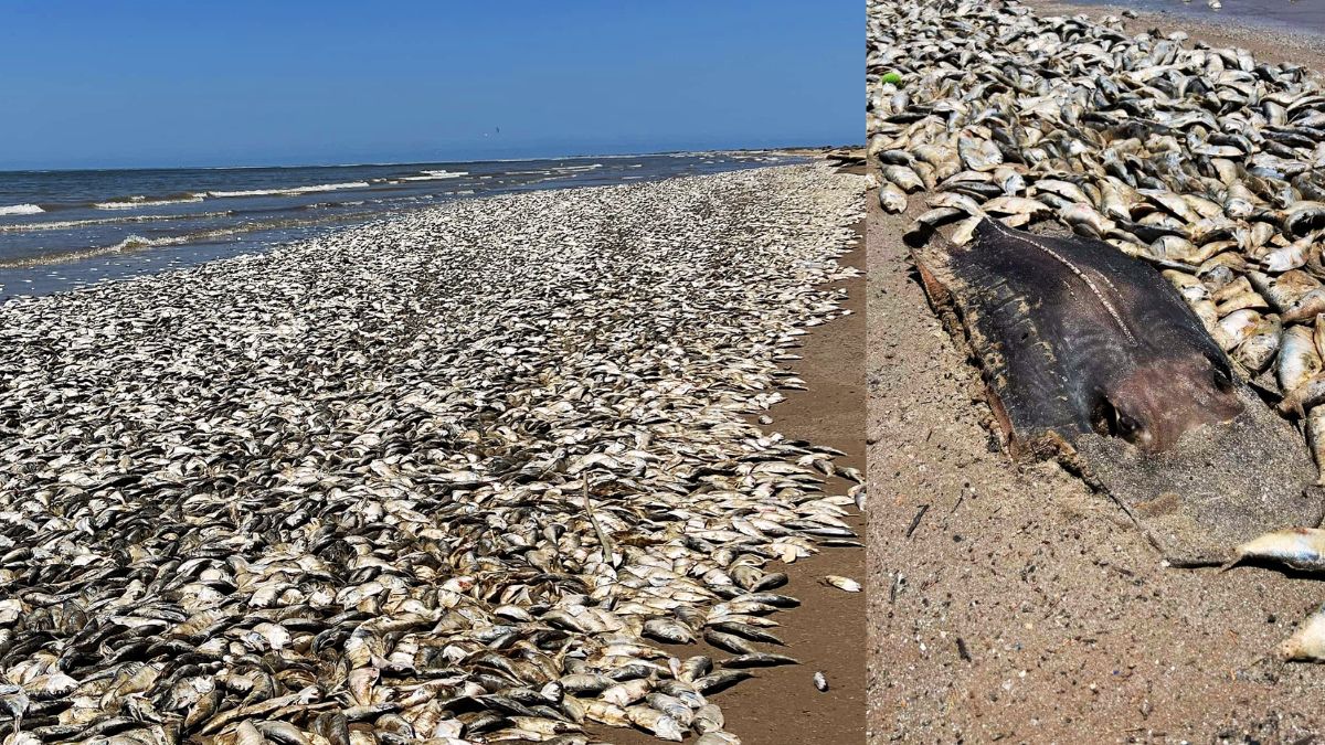 Tons of dead fish wash up on Texas beach; But, this time, climate change is not responsible I WATCH