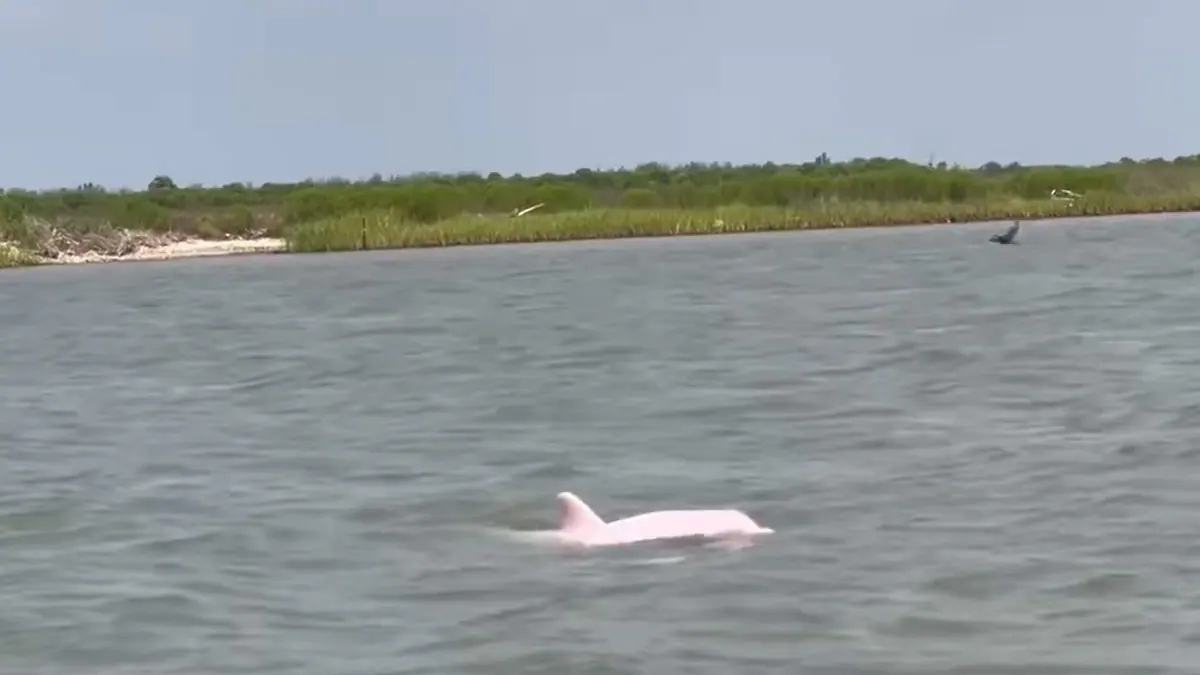 Video Of Rare Pink Dolphin Off Louisiana Coast Goes Viral Watch