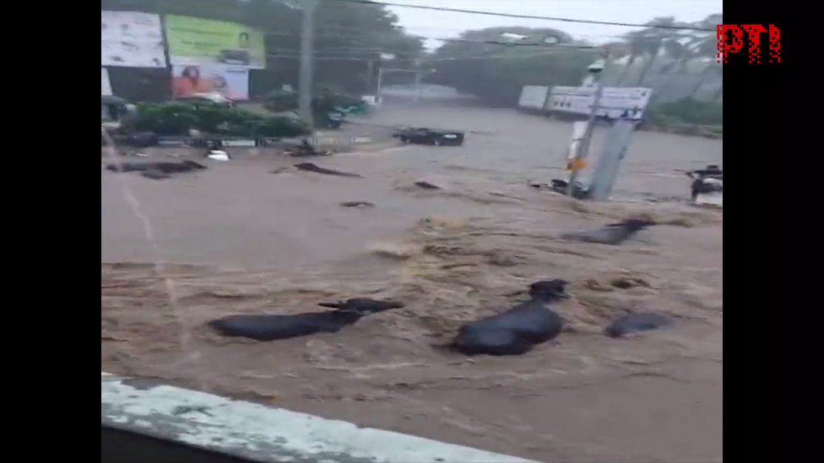 Gujarat: Cattle, vehicles wash away as incessant rainfall triggers severe flooding