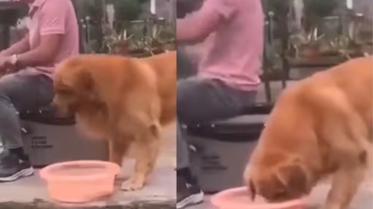 Dog puts paw outlet in water bowl