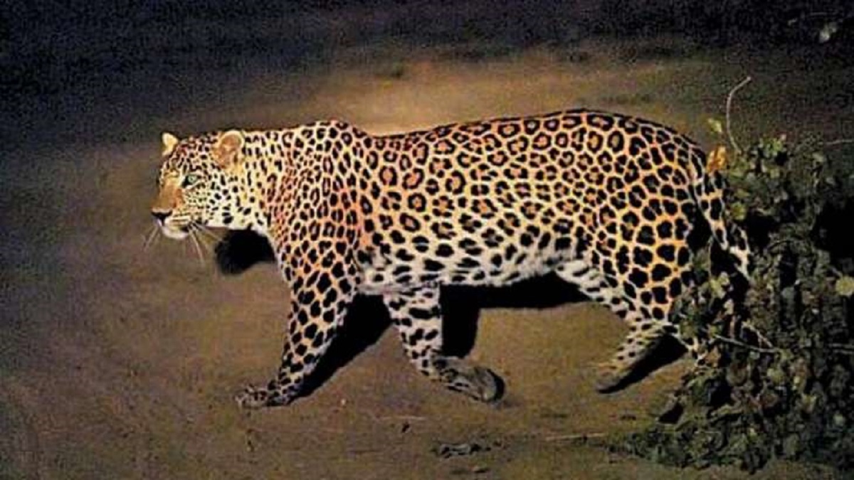 Uttarakhand: Woman mauled to death by leopard in Champawat; CM assures help to family