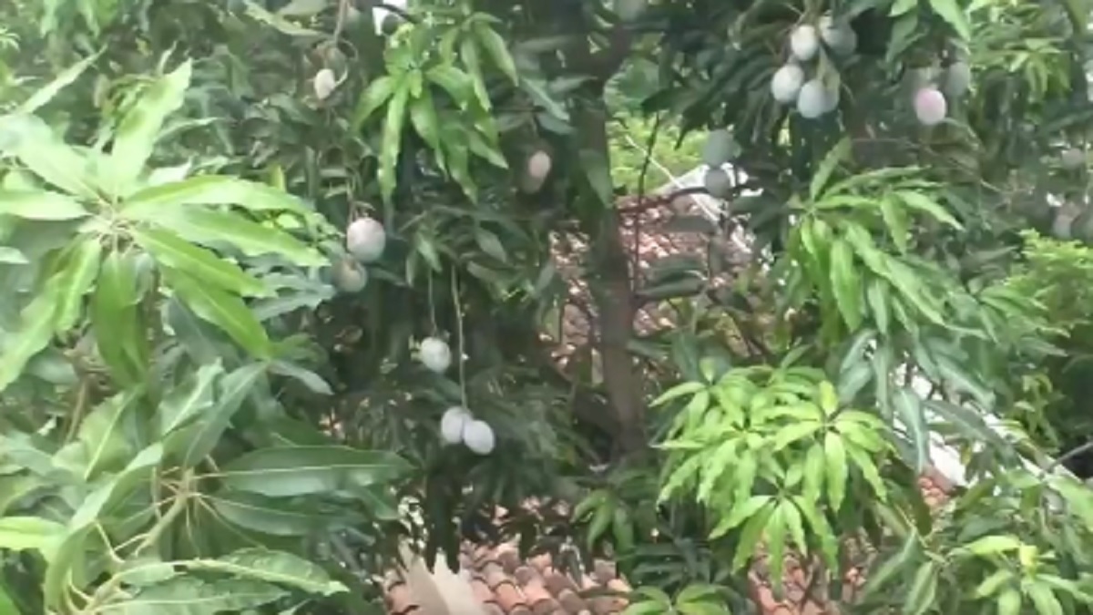 Grown by Indian teacher, THIS Mango variety costs Rs 2-3 lakh per kg for its unique taste